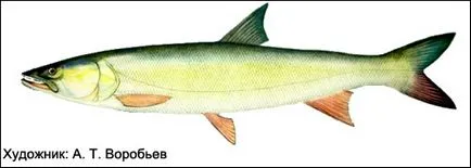 Elopichthys Bambusa (elopichthys Bambusa) Amur nelma Elopichthys Bambusa, ragadozó Horgászcsevelők vyvazhivanie megjelenés