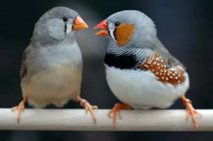 Finch Zebra - fotografie, întreținere și îngrijire - iepuri noastre