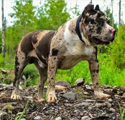 Tiltott színek Kutyák Kutya szín „merle”