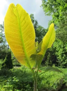 magnolie Hardy pentru suburbii