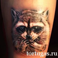 Înțeles raton tatuaj, valoare raton tatuaj, salon de tatuaj - Tortuga - 24 de ore