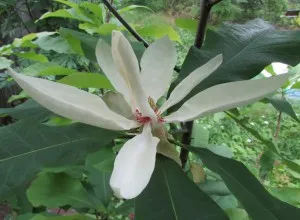 magnolie Hardy pentru suburbii