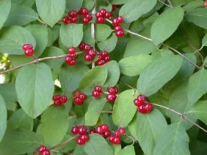 plantare caprifoi Perfoliate și de îngrijire, soiuri, plante, fotografii