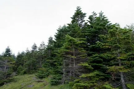 Gymnosperms valoare în viața umană, în natură