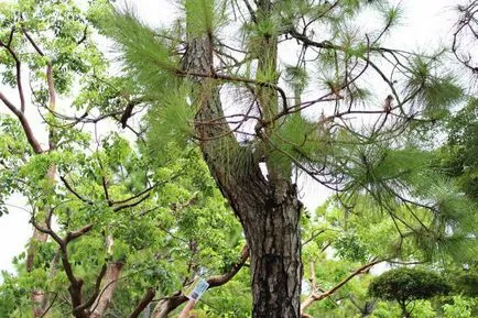 Gymnosperms valoare în viața umană, în natură