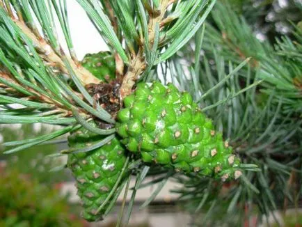 Gymnosperms valoare în viața umană, în natură