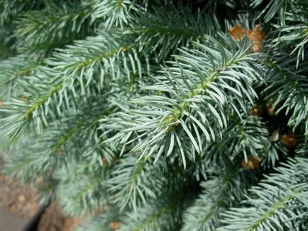 Gymnosperms valoare în viața umană, în natură