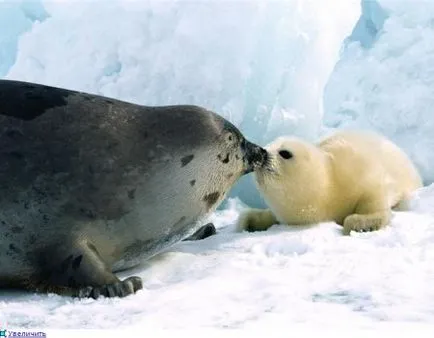 Animal арктически тюлени