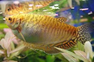 Golden Gourami определено съдържание в домашния аквариум