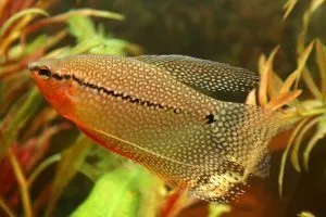 Golden Gourami определено съдържание в домашния аквариум