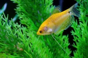 Golden Gourami определено съдържание в домашния аквариум