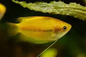 Golden Gourami определено съдържание в домашния аквариум