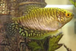 Golden Gourami определено съдържание в домашния аквариум