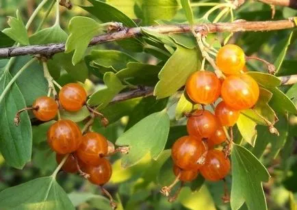 Aur currant în creștere deosebit