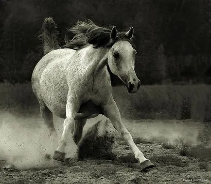 34 Képek a lovak minden dicsőség