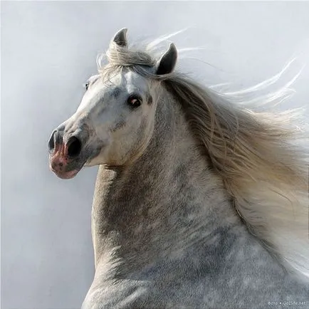 34 Снимки на коне в целия им блясък
