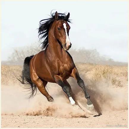 34 Снимки на коне в целия им блясък