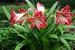 Amaryllis îngrijire de plantare de grădină și cultivare în comportamentul câmp deschis în design peisaj, fotografie