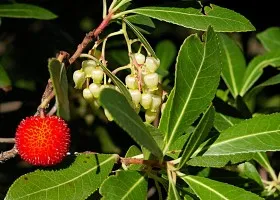 Arbutus Arbutus în creștere