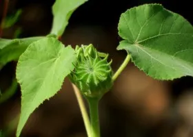 Abutilon грижи и репродукция в дома