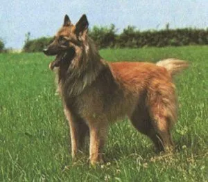 Aruban селските кучета, породи кучета