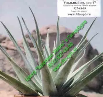 Aloe vera gél