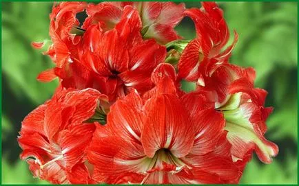 Amaryllis îngrijire de plantare de grădină și cultivare în comportamentul câmp deschis în design peisaj, fotografie