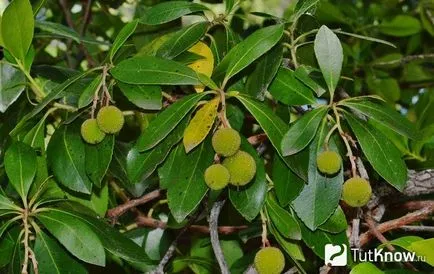 Arbutus расте арбутус