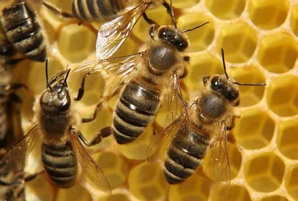 Apitherapy - a kezelés a méhek a wellness-központban Toast Apitherapy az ideális