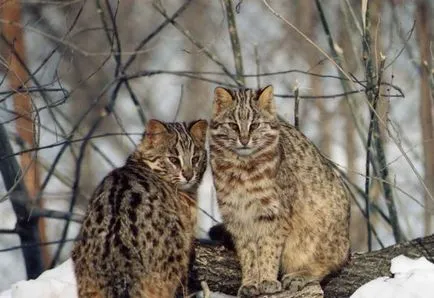 Amur leopárd macska fotó és leírás