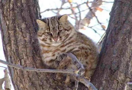 Amur leopárd macska fotó és leírás