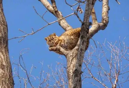 Amur leopárd macska fotó és leírás