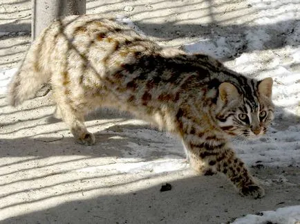 Amur leopárd macska fotó és leírás