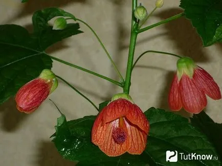 Abutilon грижи и репродукция в дома