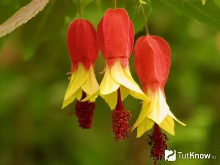 Abutilon грижи и репродукция в дома