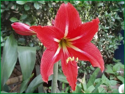 Amaryllis îngrijire de plantare de grădină și cultivare în comportamentul câmp deschis în design peisaj, fotografie