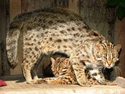 Amur leopárd macska fotó és leírás