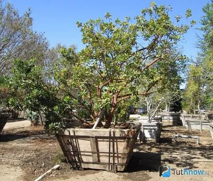 Arbutus növekvő arbutus