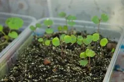 Impatiens în creștere din semințe, atunci când pentru a planta, scroafă