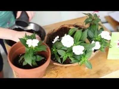 Impatiens стая грижи у дома