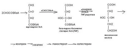 биосинтеза на холестерол - studopediya