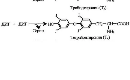 Biochemistry на хормони Ръководства