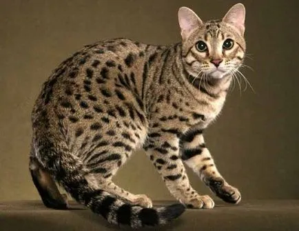 Bengáli macska fajta - a természet, gondoskodás és a történelem a megjelenése a hazai leopárd