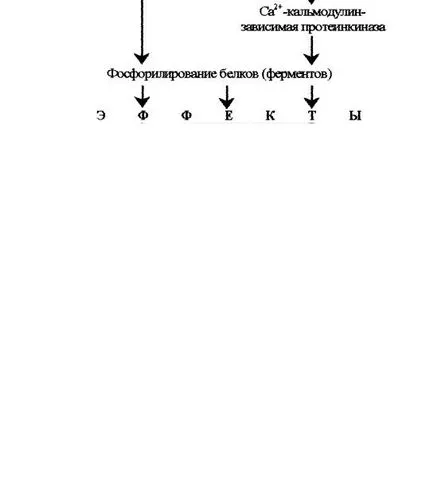 Biochemistry на хормони Ръководства