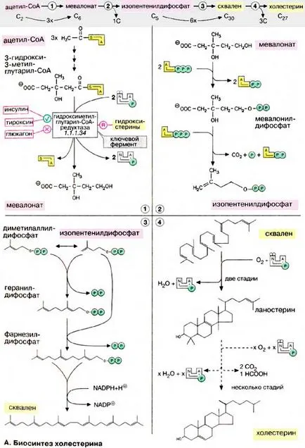 biosinteza colesterolului