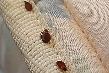 Pest Control cum să obțineți de bug-uri din apartament de unul singur