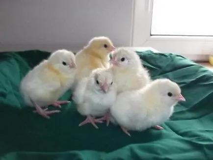 Брес Гали порода пилета - описание, снимки и видео