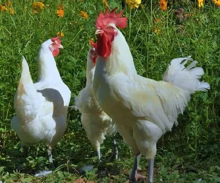 Bresse Gali fajta csirkék - leírása, képek és videó