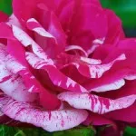 Как да оплоди рози през пролетта