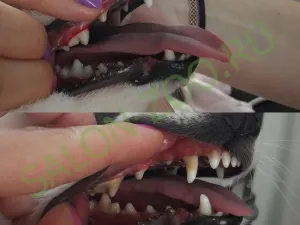 câine pantofi dinți (de curățare cu ultrasunete și lustruire), curat și poloneză dinți sonicat